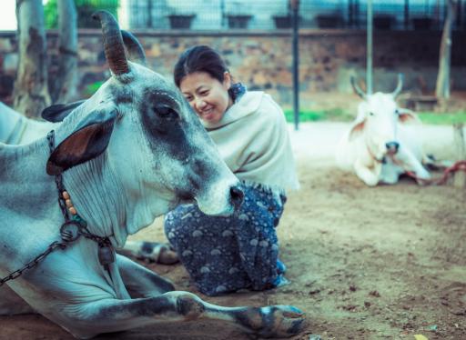 Cow protection and care is a core tenant of ISKCON's mission