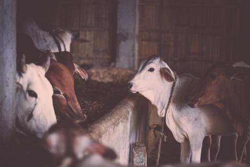 Cows are considered sacred in Hindu traditions