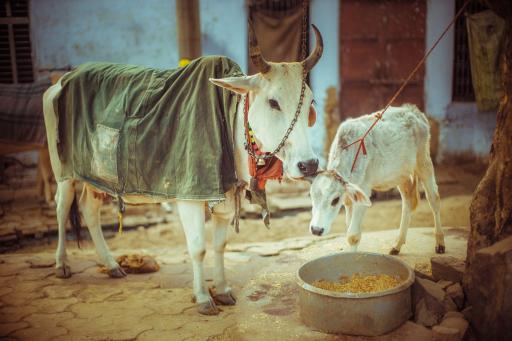 Cows at an ISKCON sanctuary in India